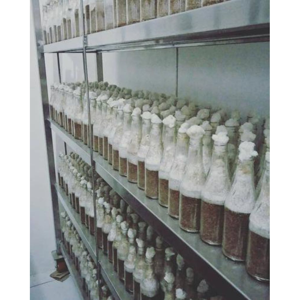 

Bibit jamur tiram putih F2