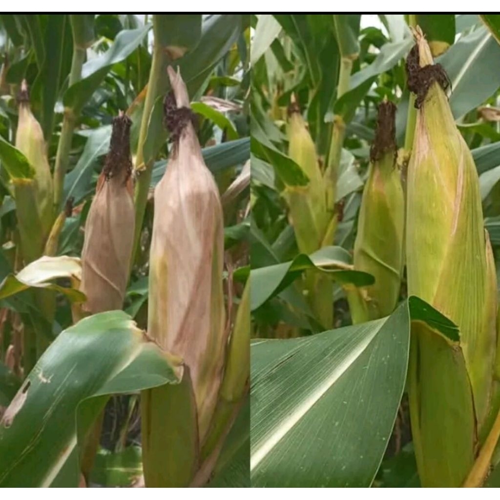 Louay_Idstore 250G Benih Jagung F1 Nk Perkasa Syngenta