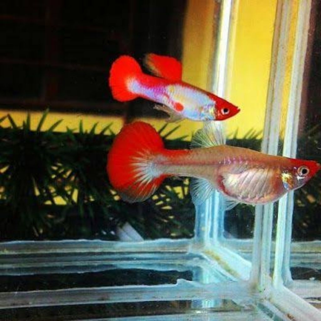 

Packing kardus blonde koi guppy sepasang