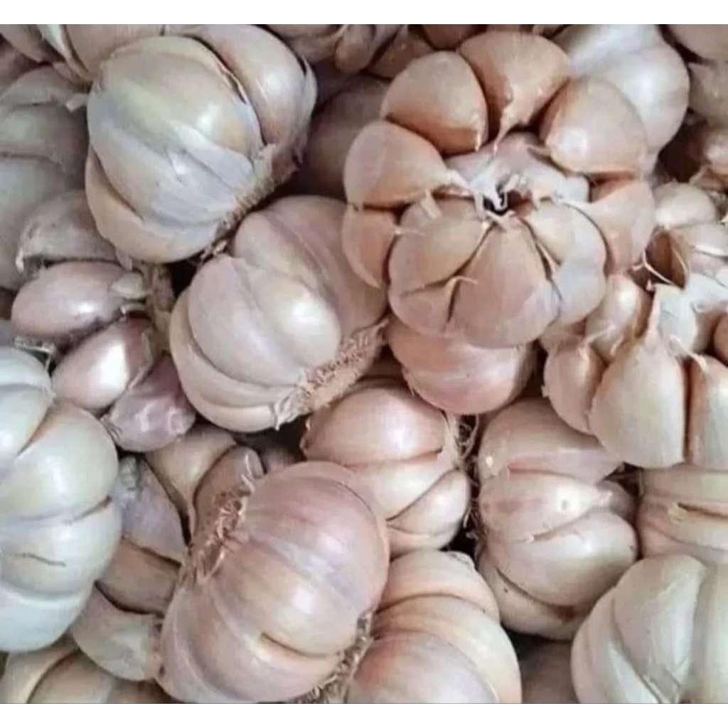 

BAWANG PUTIH SINCO FRESH BERSIH 10KG