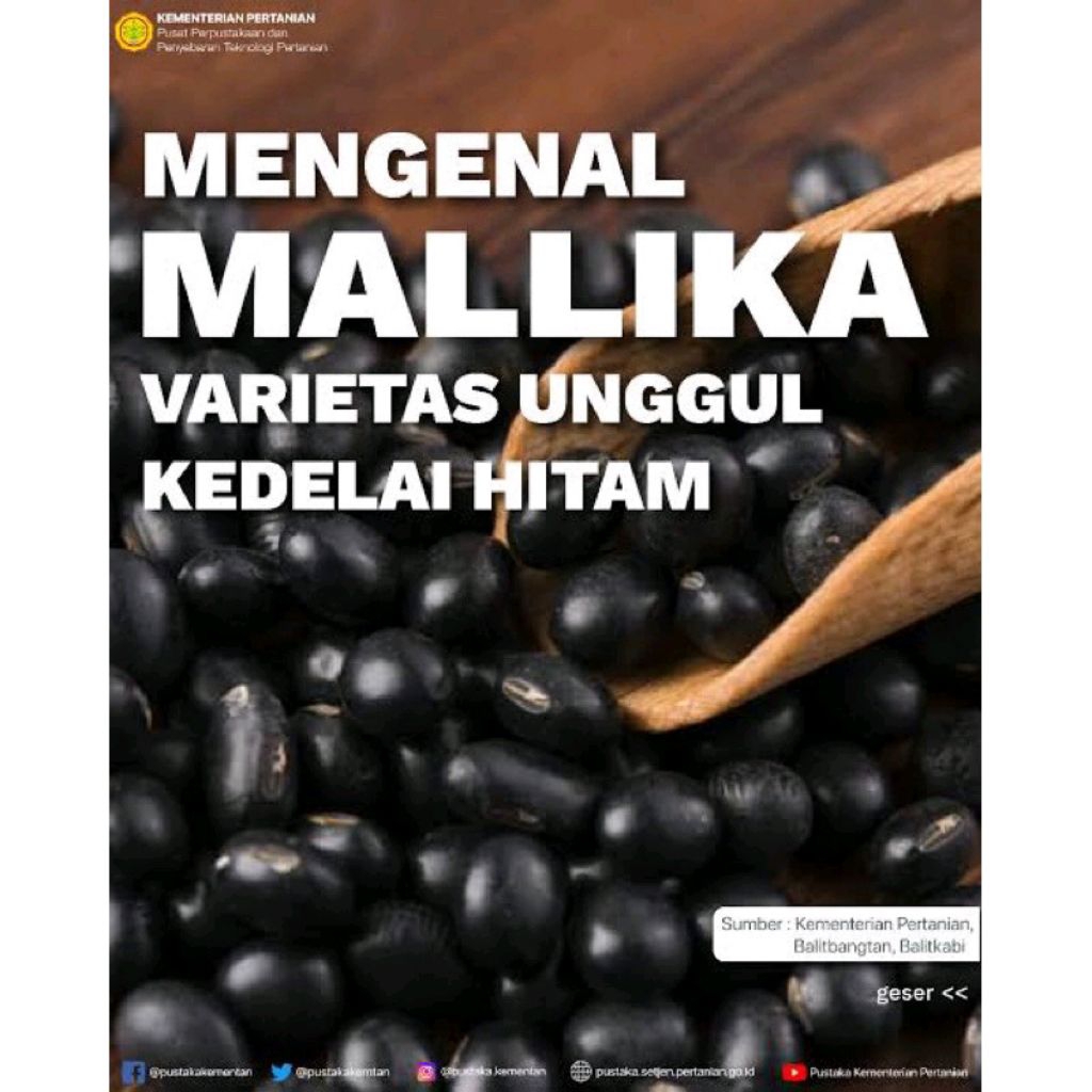 

Biji kedelai hitam MALLIKA fresh berat 1kg