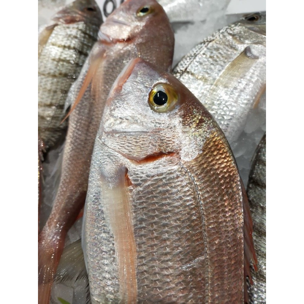 

Kakap Putih 1 Ekor 500gr