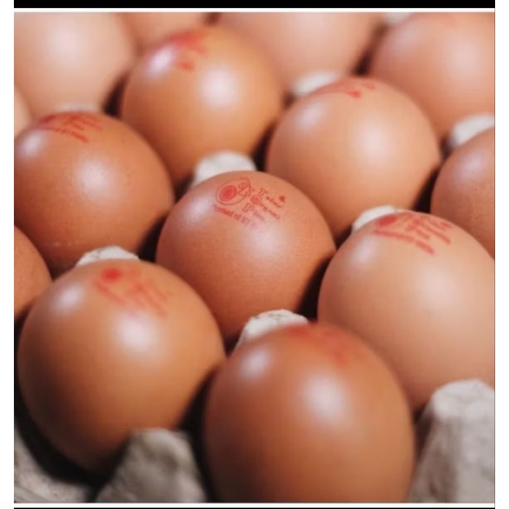 

Telur Organik Omega 3 TOP Premium