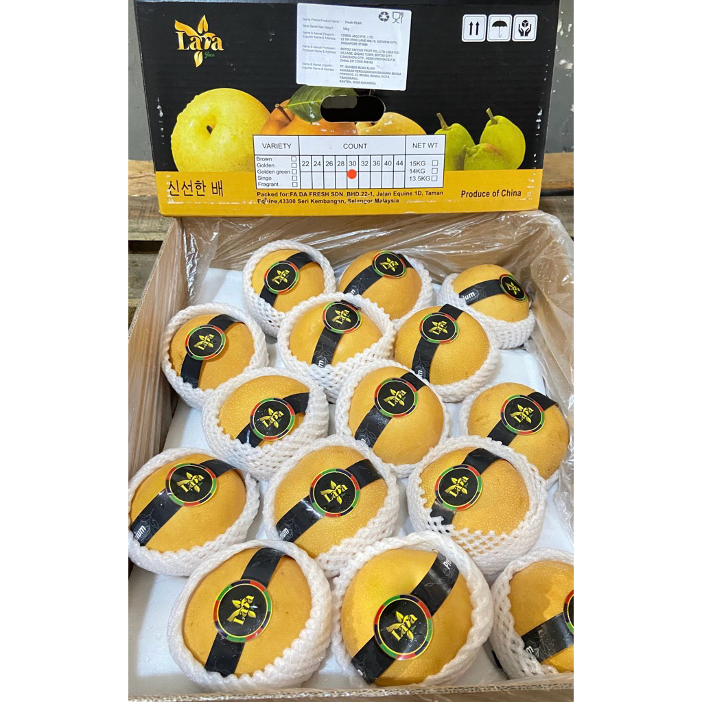 

Buah Pear Singo Korea Super | Pear Korea Super Jumbo Fresh 1,5kg