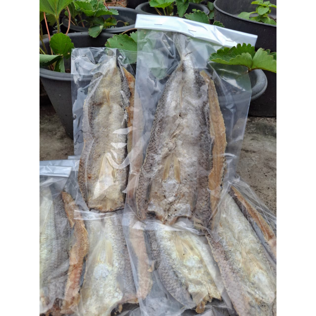 

IKAN ASIN GABUS HITAM ATAU GABUS LAUT KHAS PANGANDARAN UKURAN 100GRAM