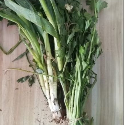 

Daun Bawang Seledry Segar perikat