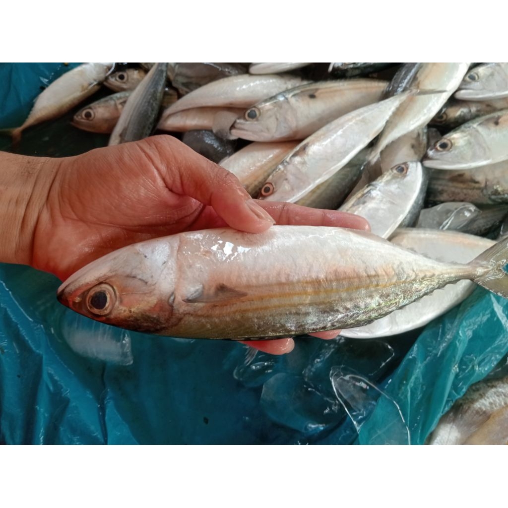 

ikan kembung kuring