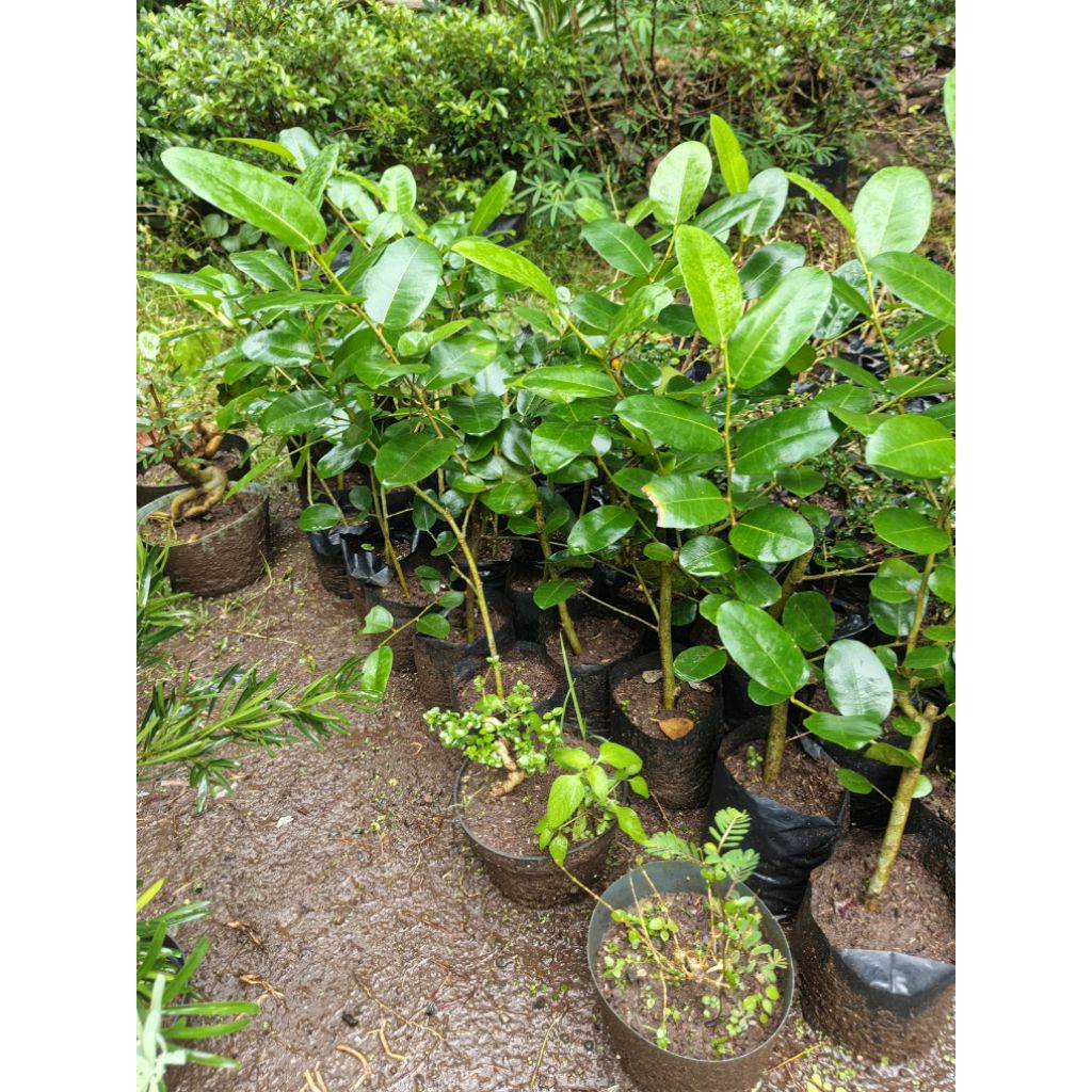 bahan bonsai ampelas taiwan