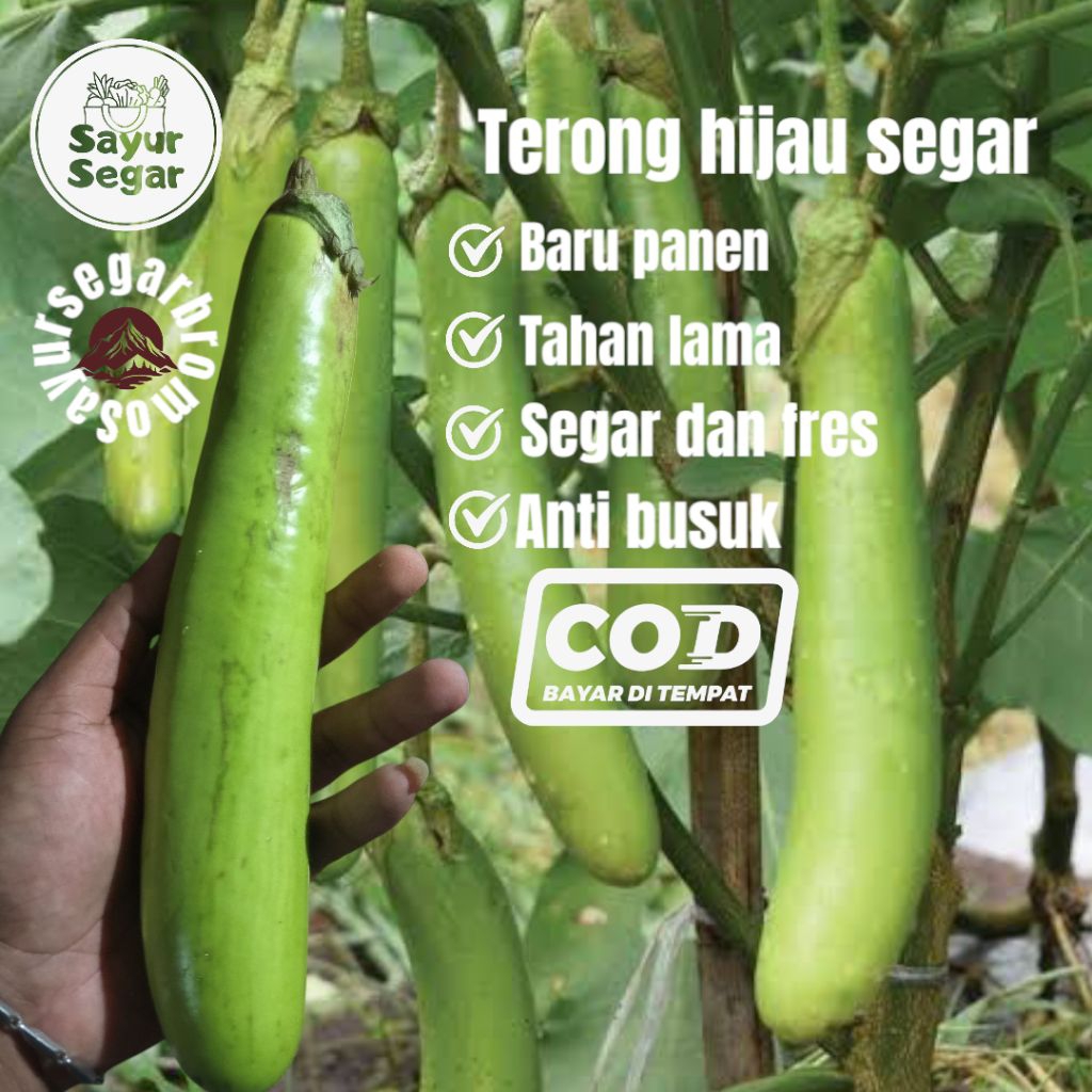 

terong hijau segar baru setiap hari per 1kg