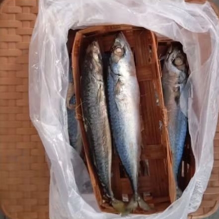 Ikan Cue Keranjang Super / keranjang