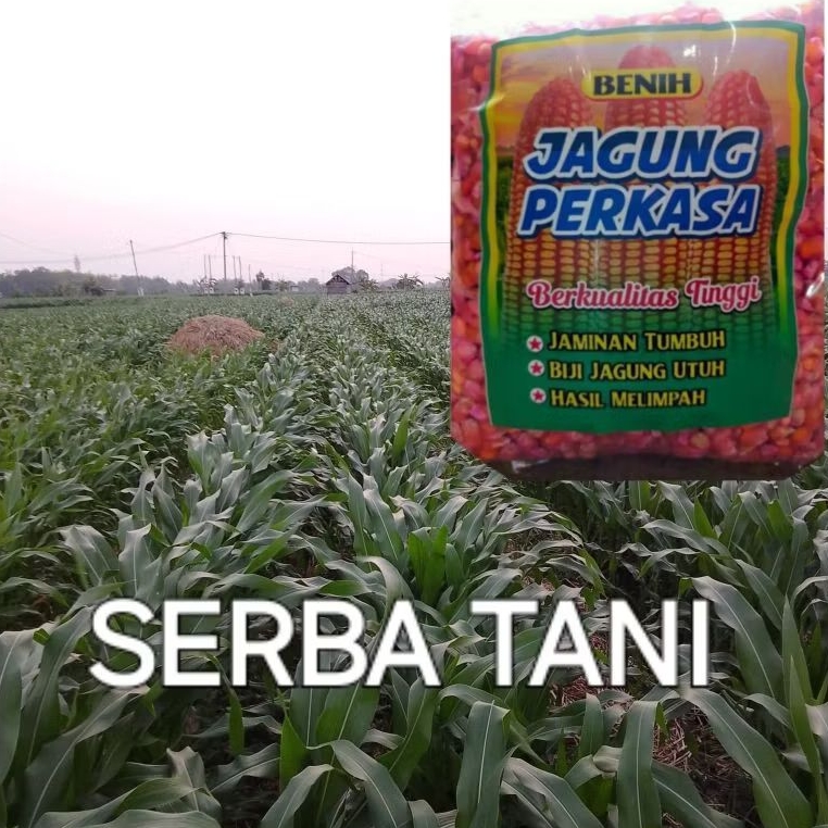 BENIH JAGUNG PERKASA 1KG