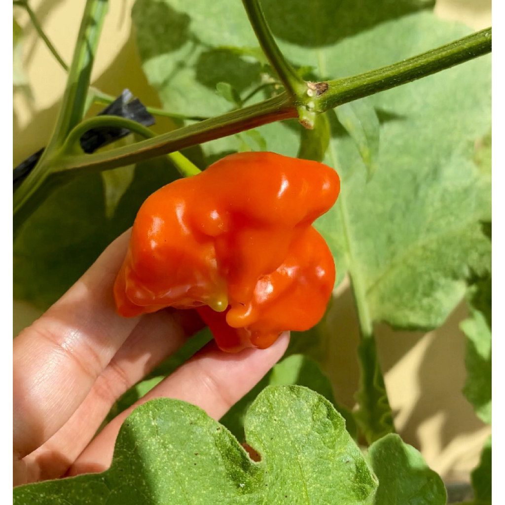 

CABE HABANERO ORGANIK
