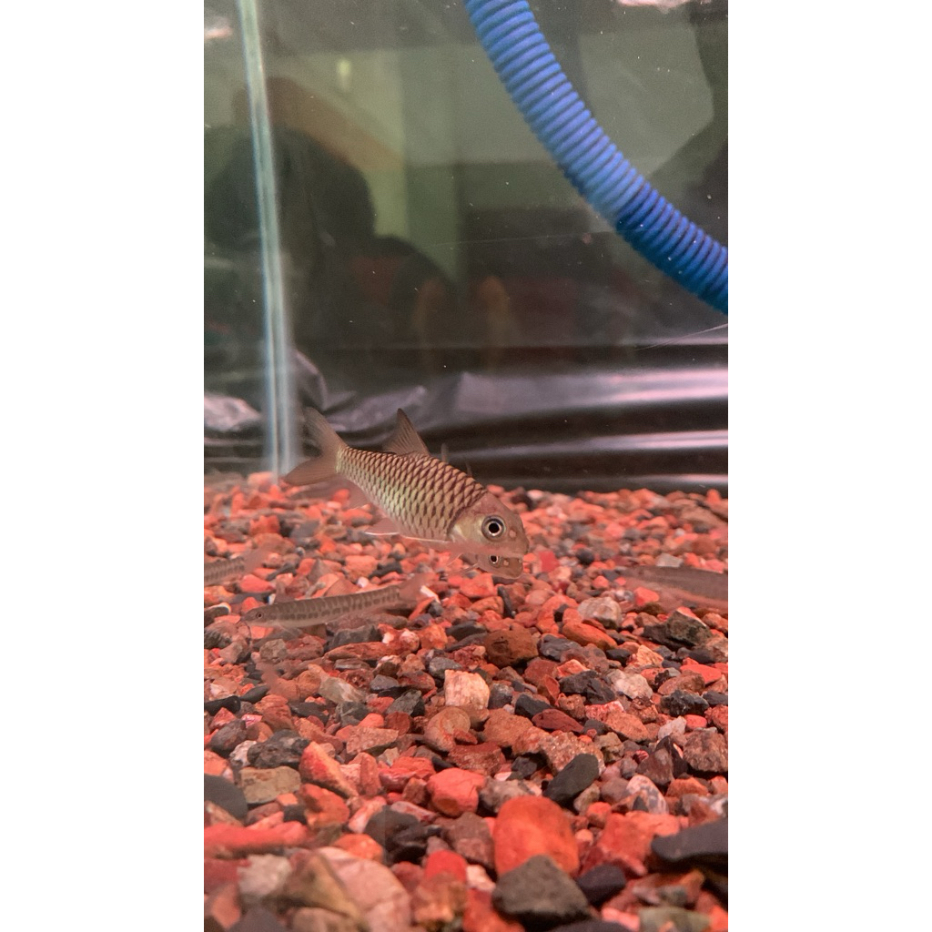 sticker kelah merah maysia 9cm