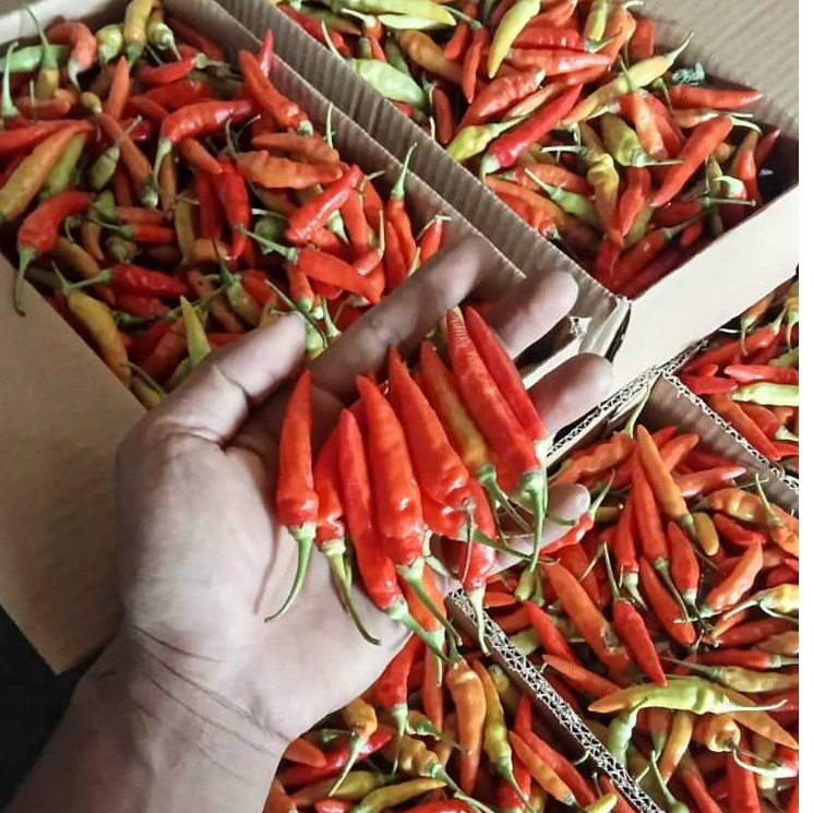 

Cabe rawit merah 250gr, 500gr dan 1kg fresh