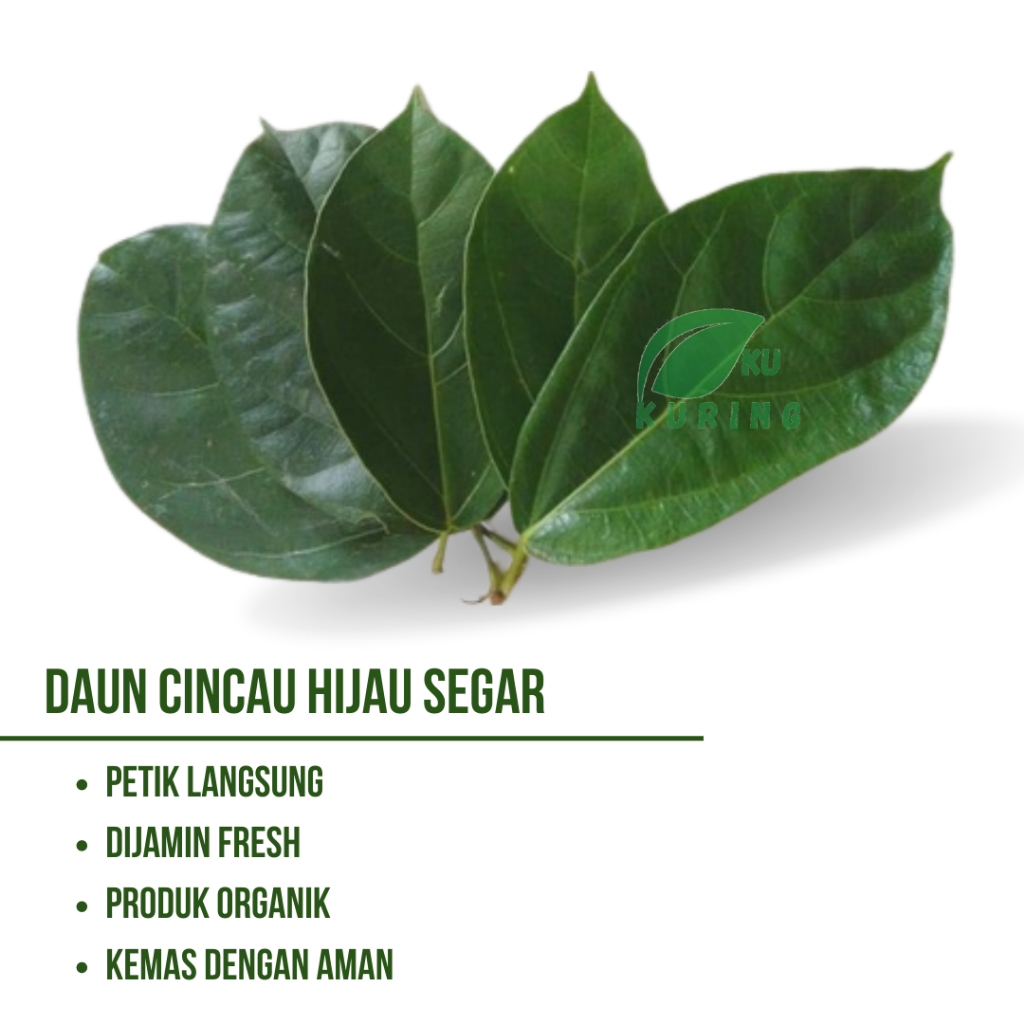

Daun Cingcau Fresh Langsung Petik Dari pohon(250g)