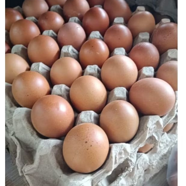 

Telur Ayam 10kg/Ikat