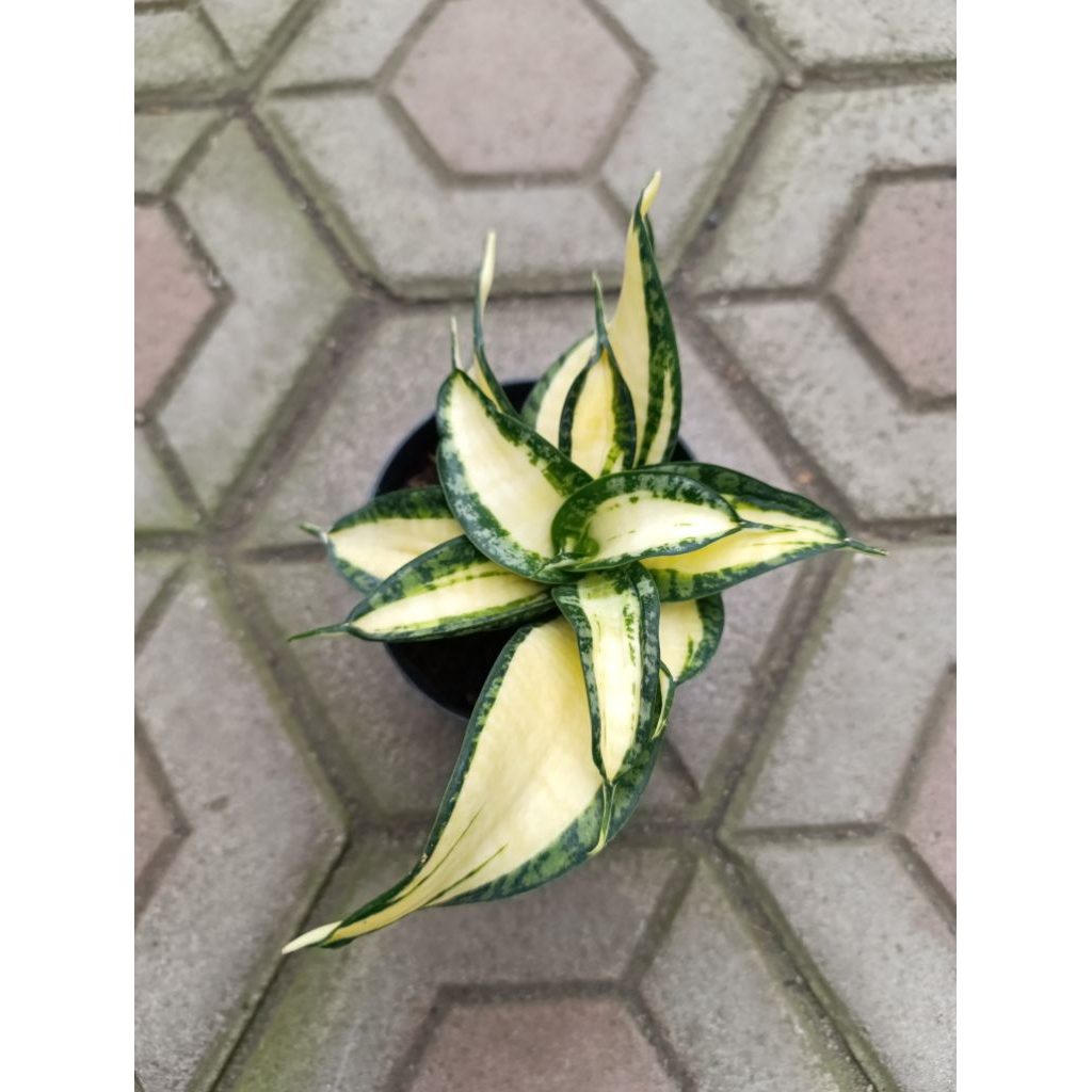 Sansevieria Golden Wendys KAKTUS SUKULENT TANAMAN HIAS