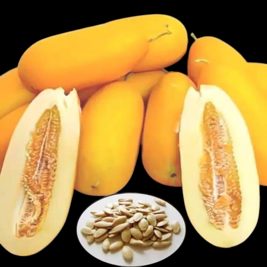 BIBIT TIMUN SURI SUPER 10GR // BENIH TIMUN SURI TERBAIK