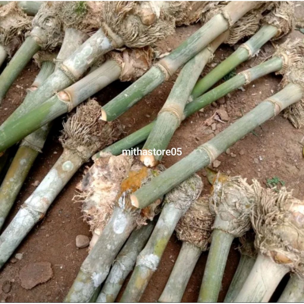 Bibit Bonggol Bambu Petung jumbo berakar, Bambu Betung/Bibit Rebung Bambu petung jumbo