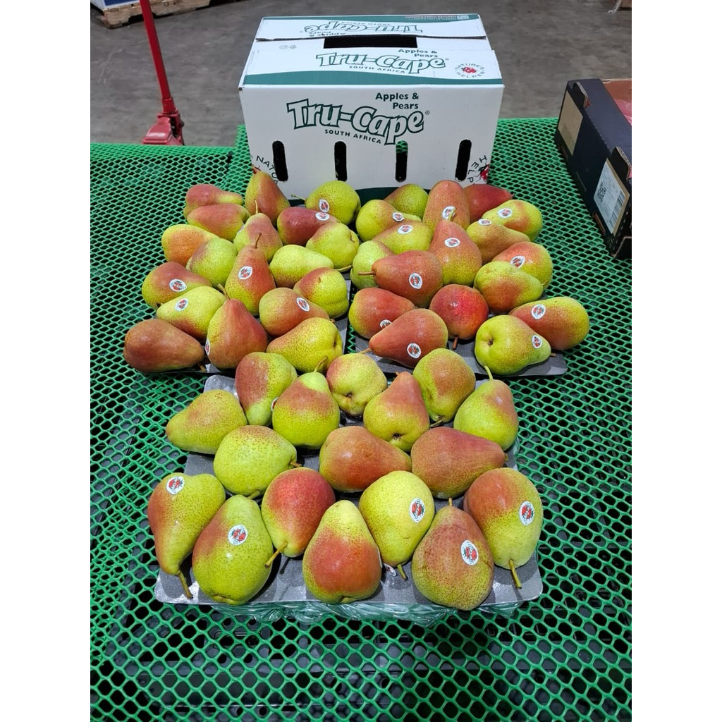 

Buah Pear Pir Forelle South Africa 1 Dus (12,5Kg, 8KG) Fresh Import