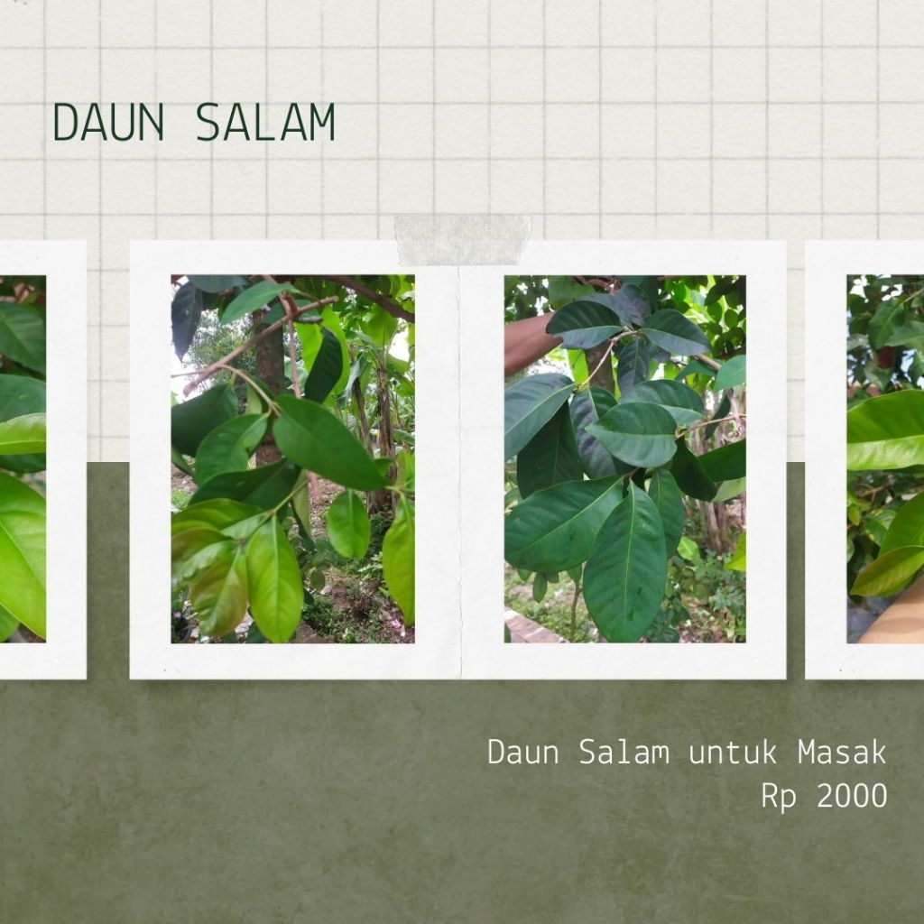 

SOBAT NGINGU - Daun Salam