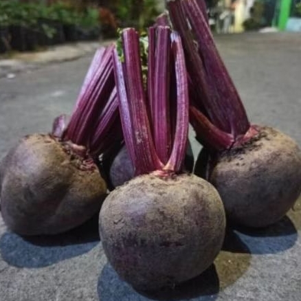 

Buah Bit Fresh Beetroot Petik dari Kebun 1 kg