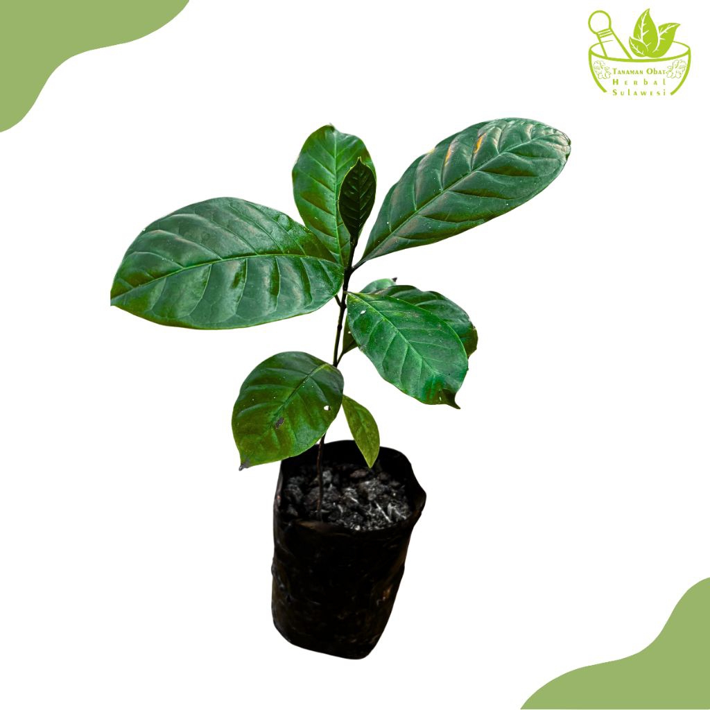 Tanaman Kopi Arabika/Bibit Tanaman Kopi Arabica