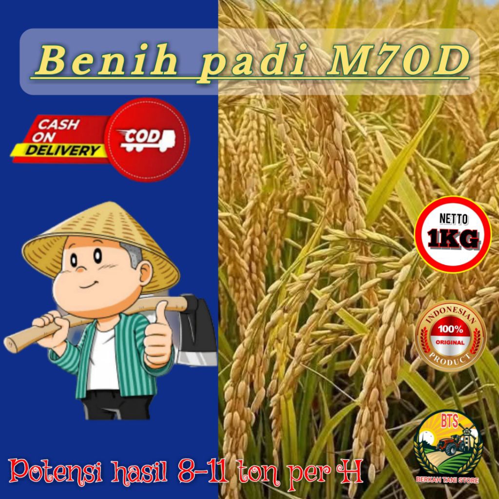 BENIH PADI UNGGUL M70D KEMASAN 1 KG KUALITAS SUPER