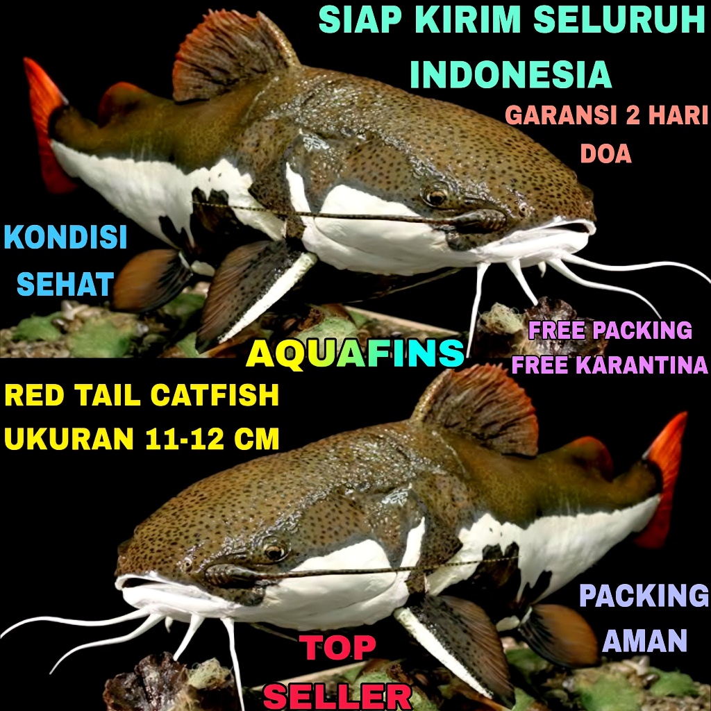 HIASAN LELE AMAZON RED TAIL CATFISH UKURAN 11-12 CM