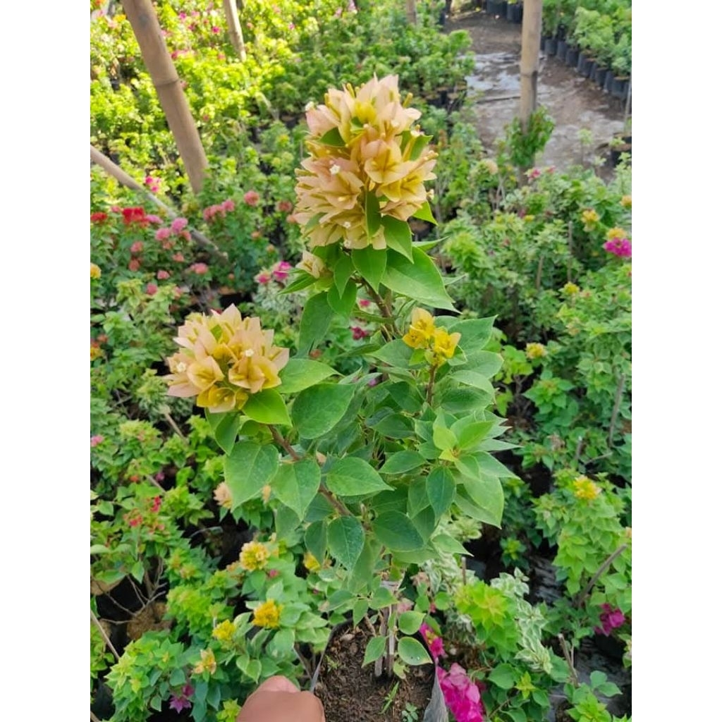 Tanaman Hias Bougenville import Id Singapore Kuning Daun Hijau (Ori)