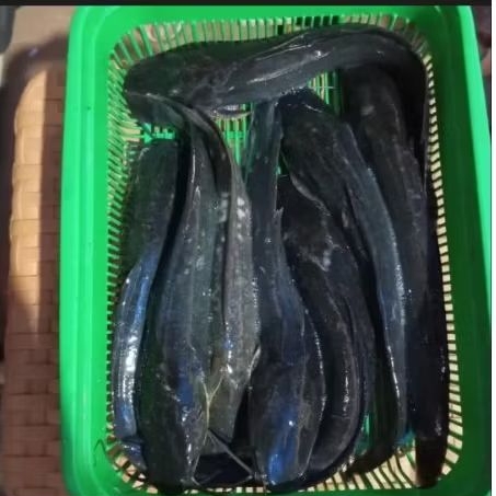 

Ikan Lele Hidup Segar dibersihkan