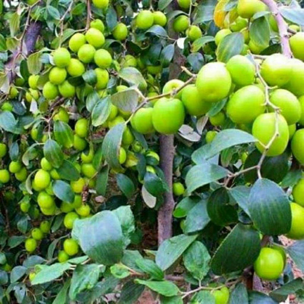 Apel Futsa - Tanaman Buah Apel Futsa - Tanaman Buah Apel India - Apel Mudah Berbuah