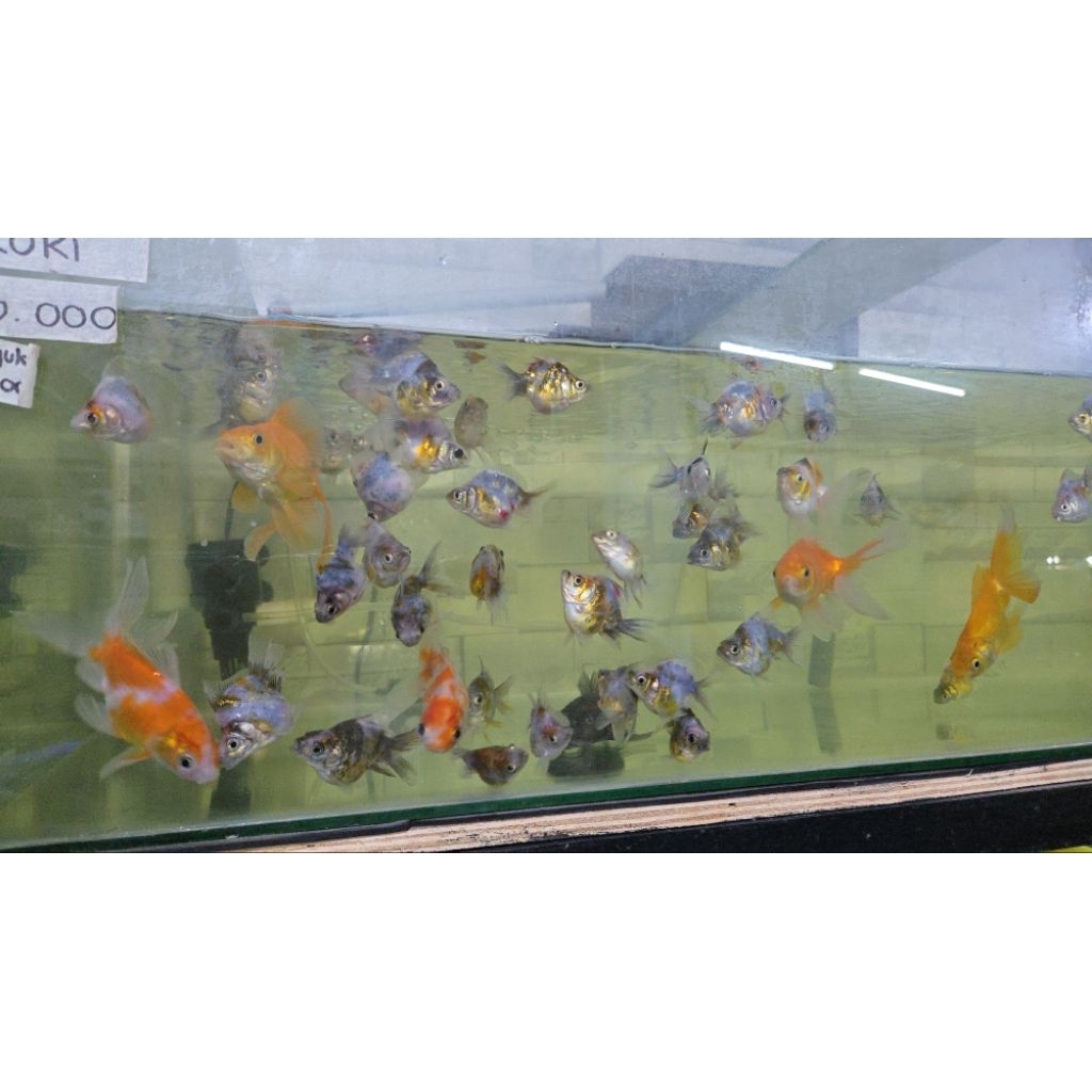 koki ryukin calico khusus gojek