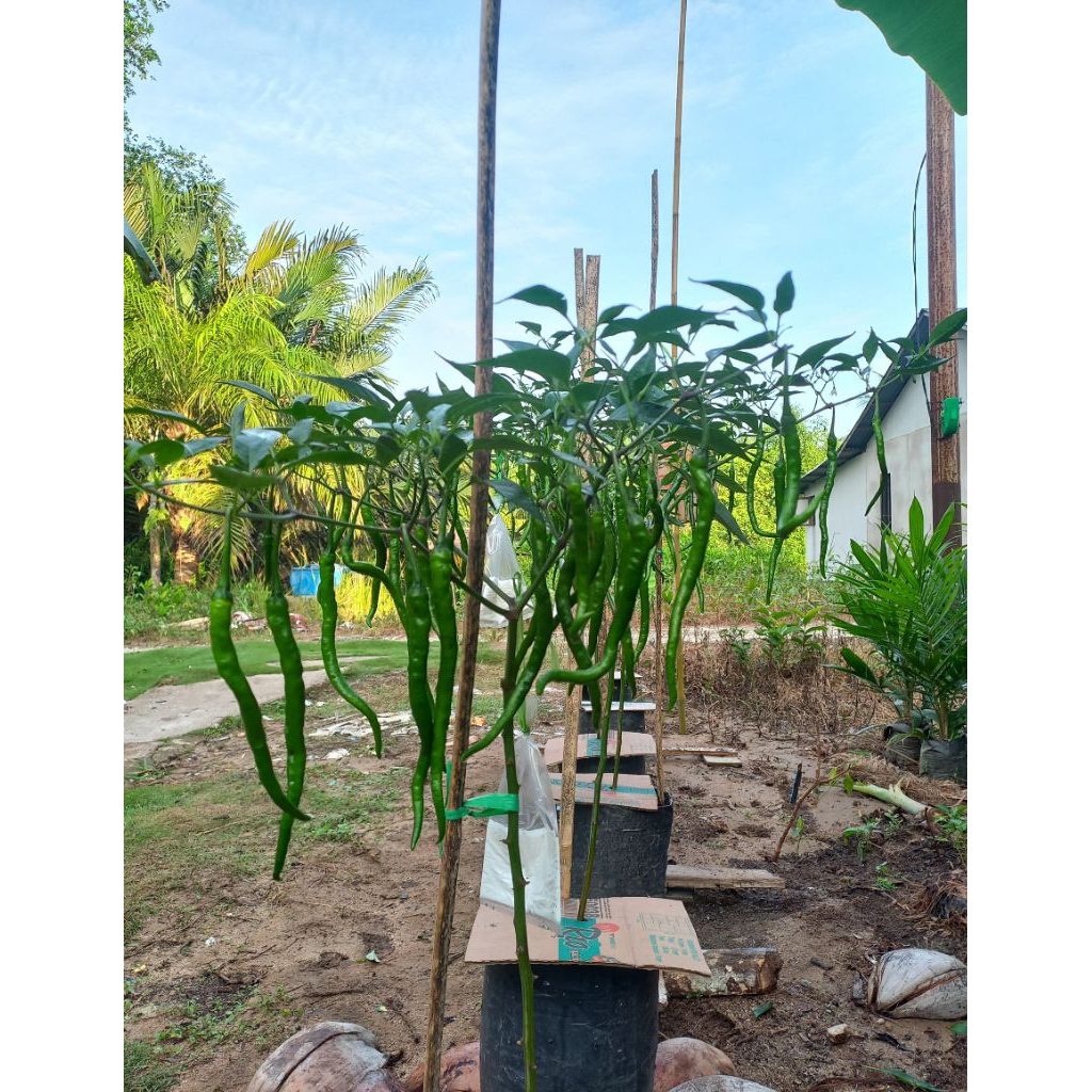 Obat anti hama lalat buah