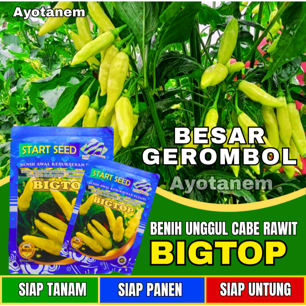 Benih Unggul Cabe Rawit BIGTOP Bibit Gerombol Buah Besar bibit cabe rawit unggul tahan virus
