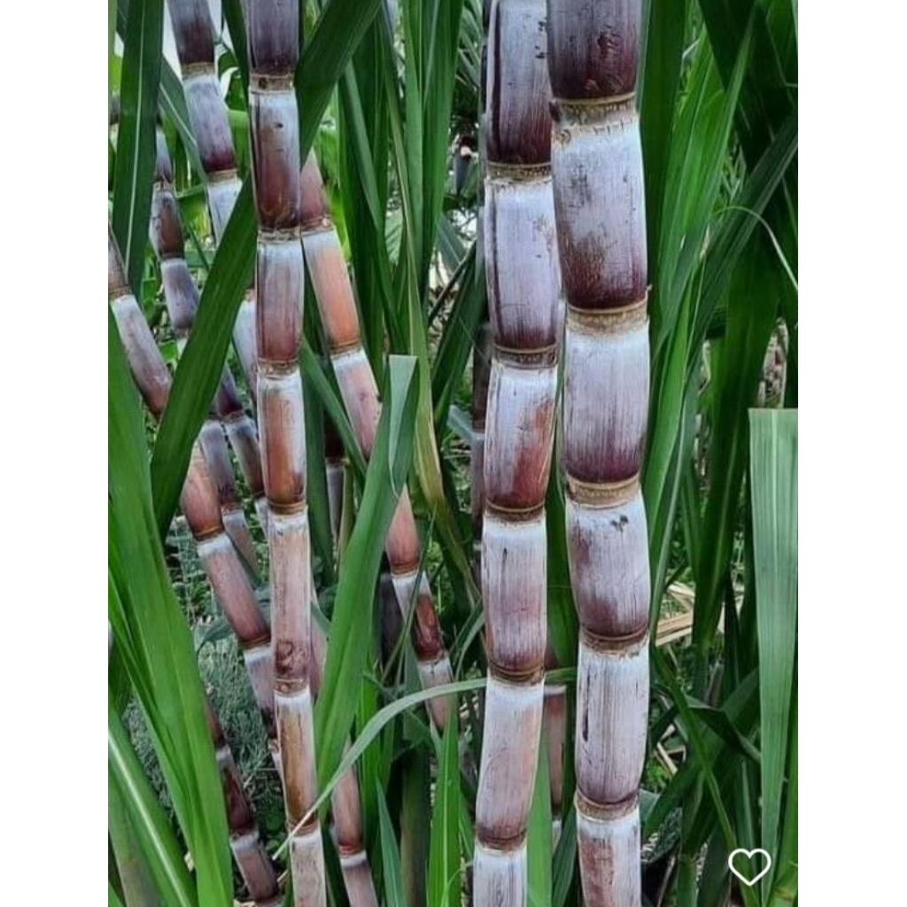 

Tebu ireng / tebu hitam segar 1 kg panjang 30 cm