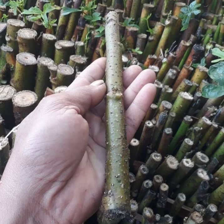 

makanan pokok hewan telo papua, singkongpapua super di jual perbatang