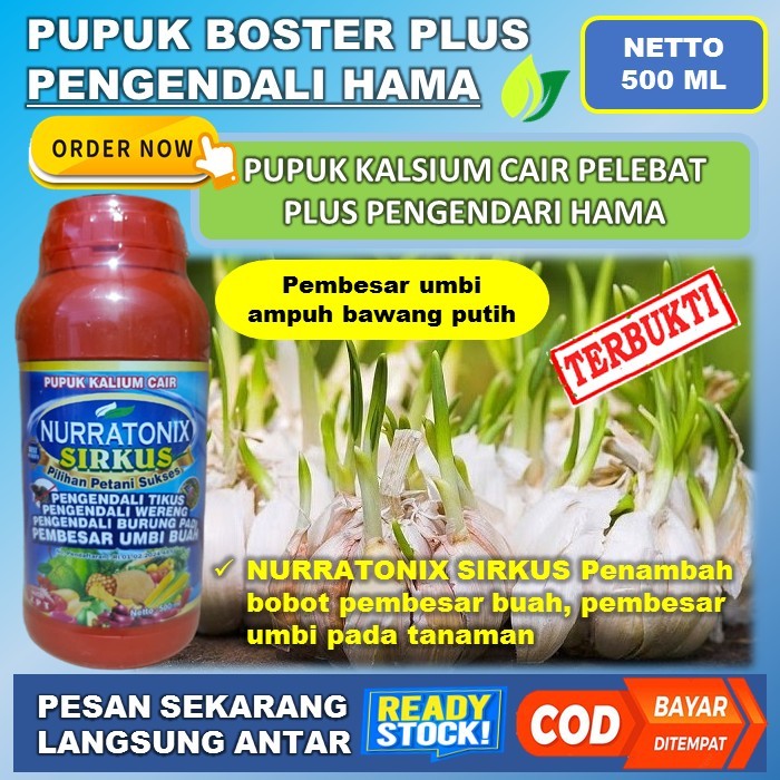 Nurratonix Sirkus Obat Anti Kerdil Bawang Putih - Pupuk Pembesar Umbi Bawang Putih - Pupuk Penyubur 