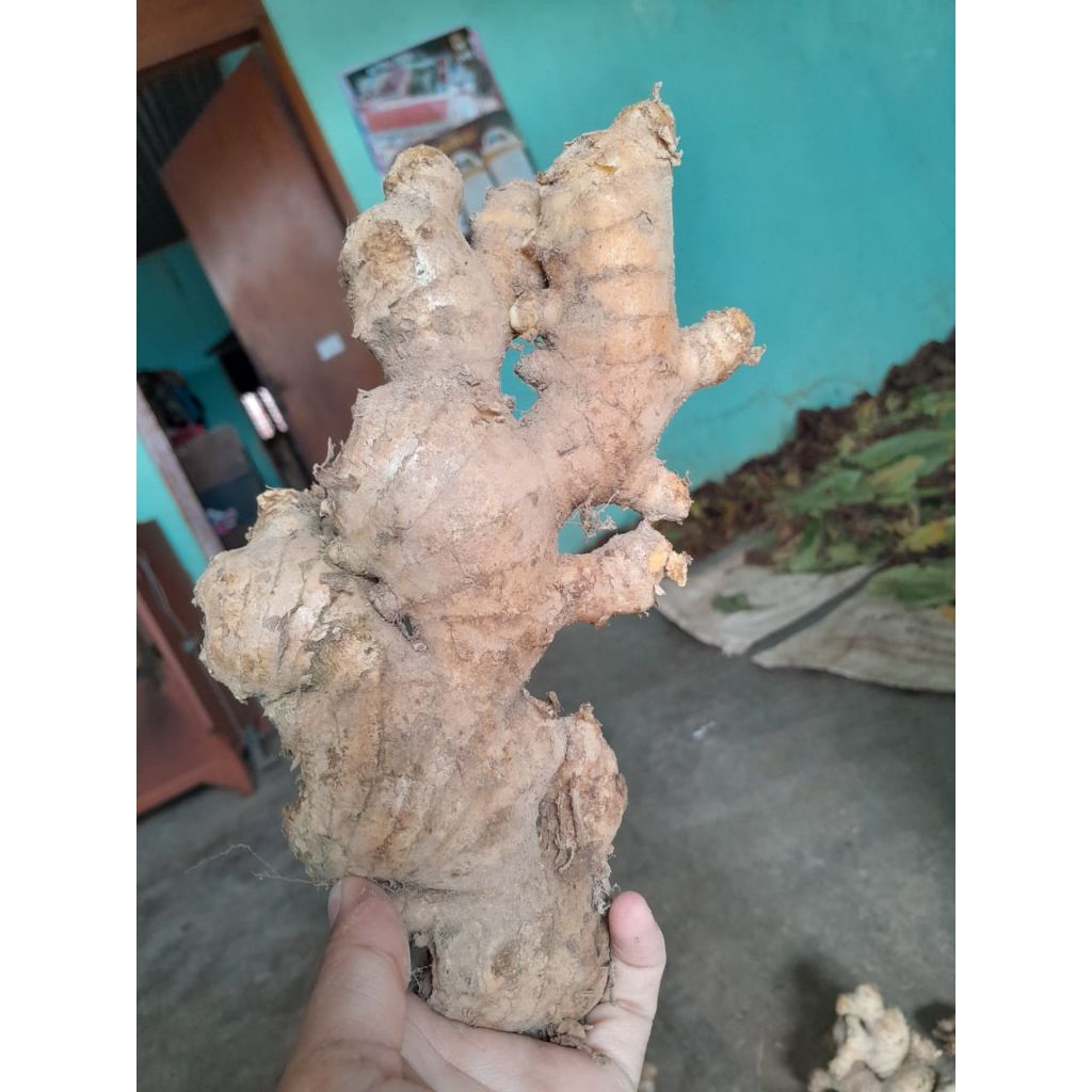 

JAHE GAJAH SUPER SEGAR 1 kg lokal temanggung