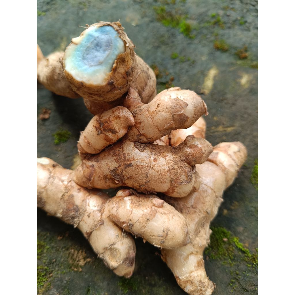 

kunyit hitam/temu ireng herbal 1 kg