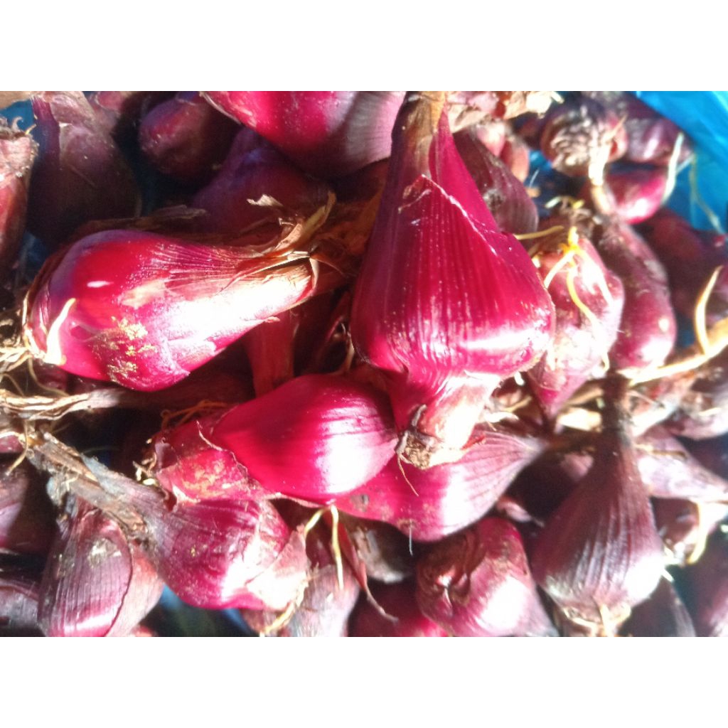 

Bawang dayang segar 1kg peroduk original