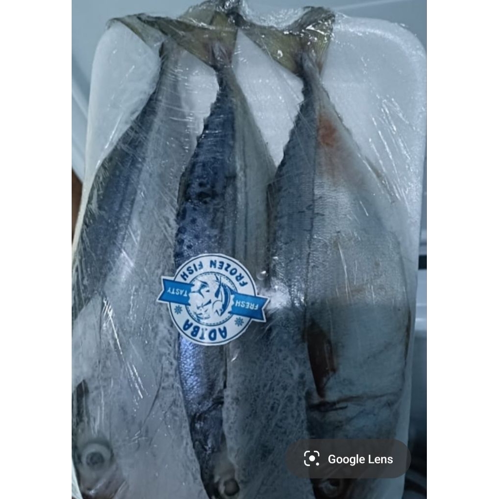 

ikan Banjar 500gram atau 1/2kg