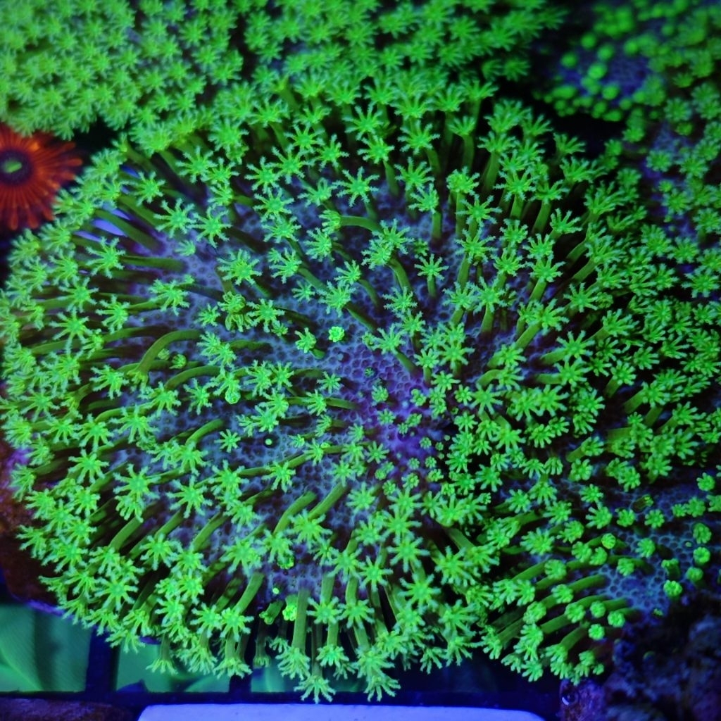 fiji hawaiian toadstool coral import payungan fiji