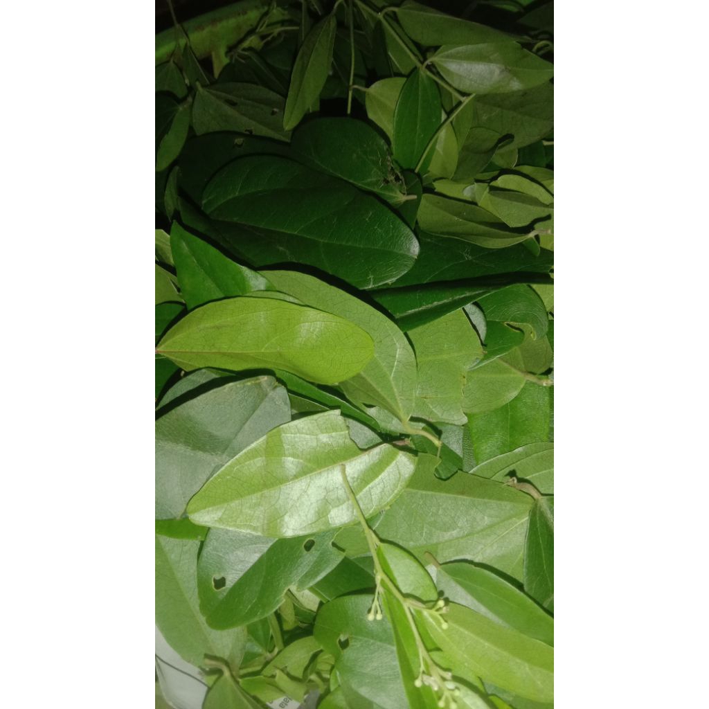 

daun cingcow jeli cingcow rambat 100g