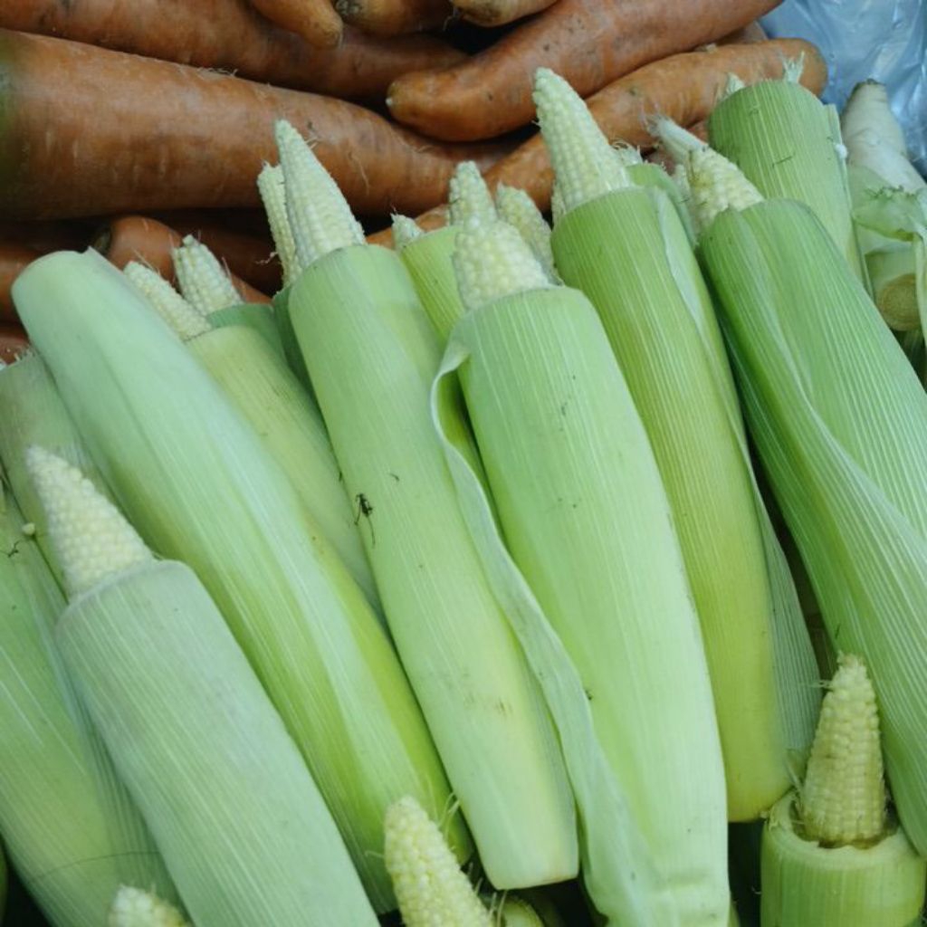 

jagung pascol/jagung kecil 1kg PROMO HARI INI