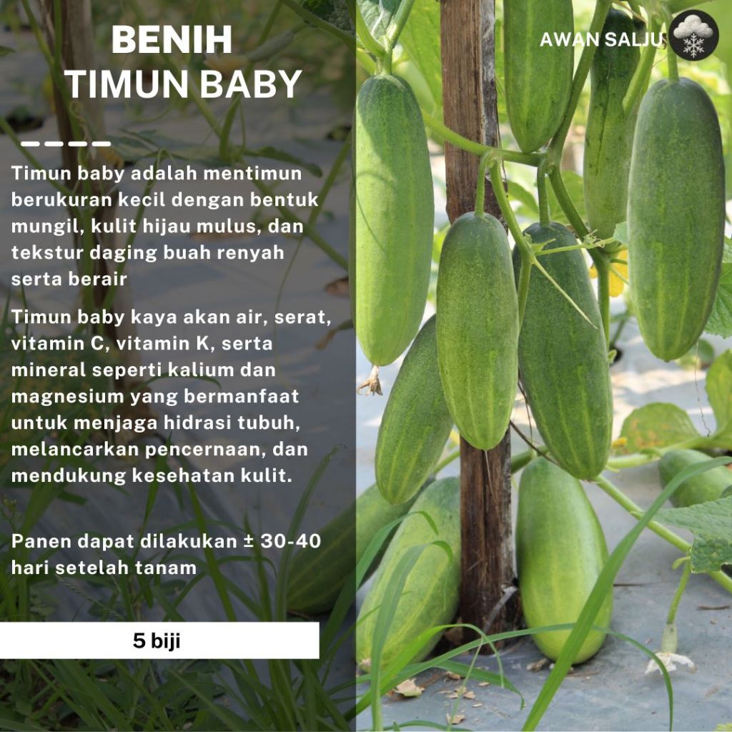 Benih Timun Baby Benih Sayur Timun Baby Benih Bibit Sayuran Timun Baby Berkualitas