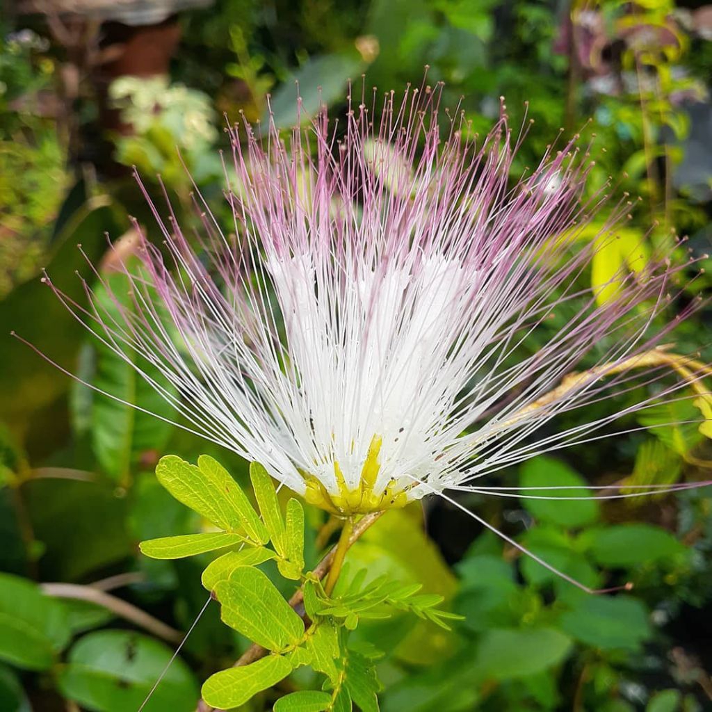 BIBIT KALIANDRA SURINAMENSIS - BUNGA KALIANDRA