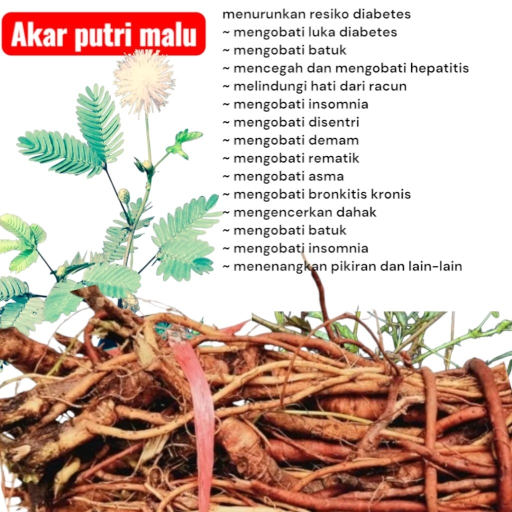 

Akar Putri Malu Segar 500gr