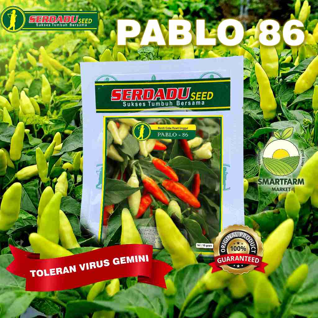 Benih Cabai Rawit Unggul PABLO-86
