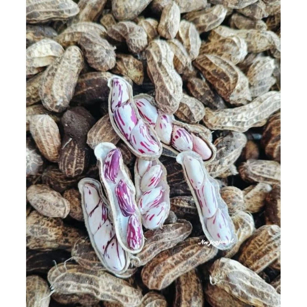 

KACANG TANAH BATIK /LURIK PERKG